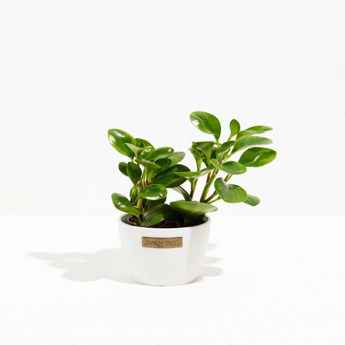 Peperomia Lemon Lime MediumEcoPotEarlGrey