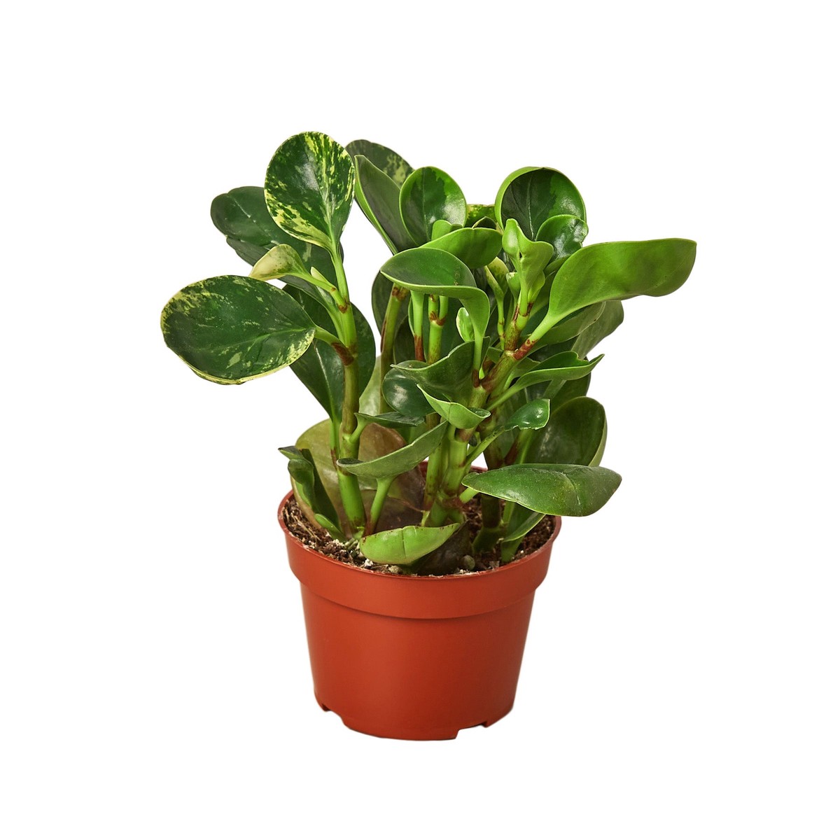 Peperomia Marble 6Pot