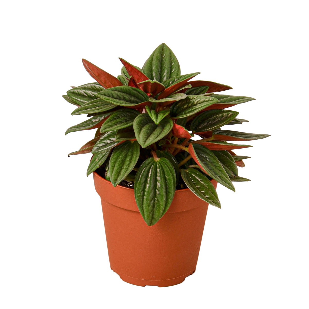 Peperomia Rosso 6Pot