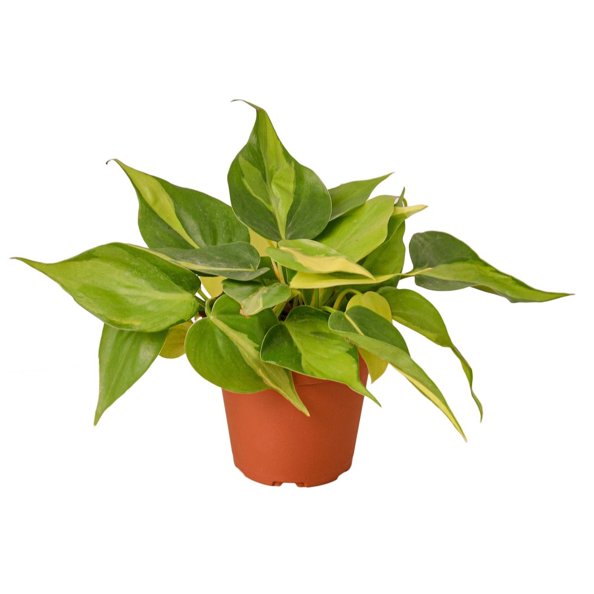 Philodendron Brasil 4PotTerraCottaEcoPot