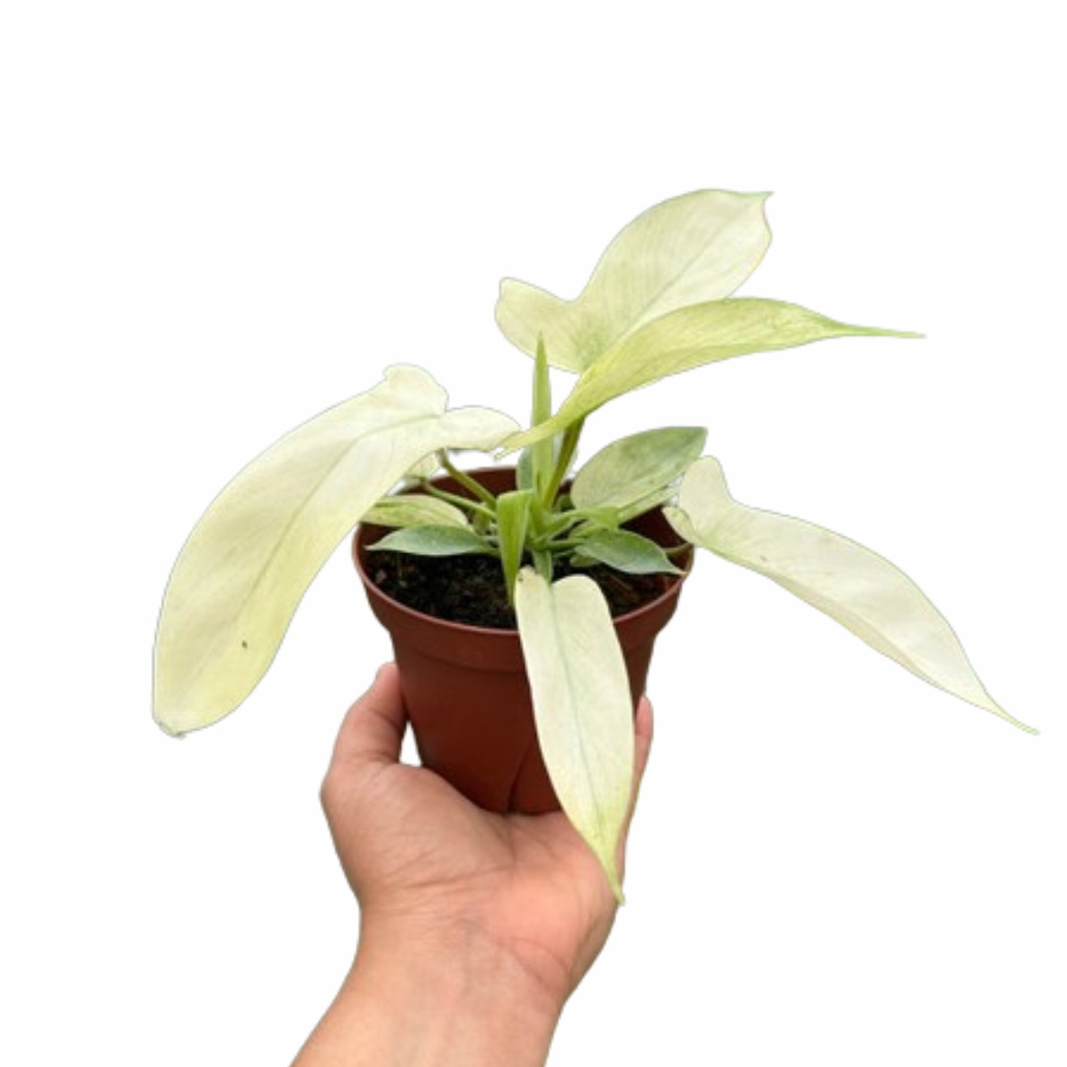 Philodendron Florida Ghost 2Pot