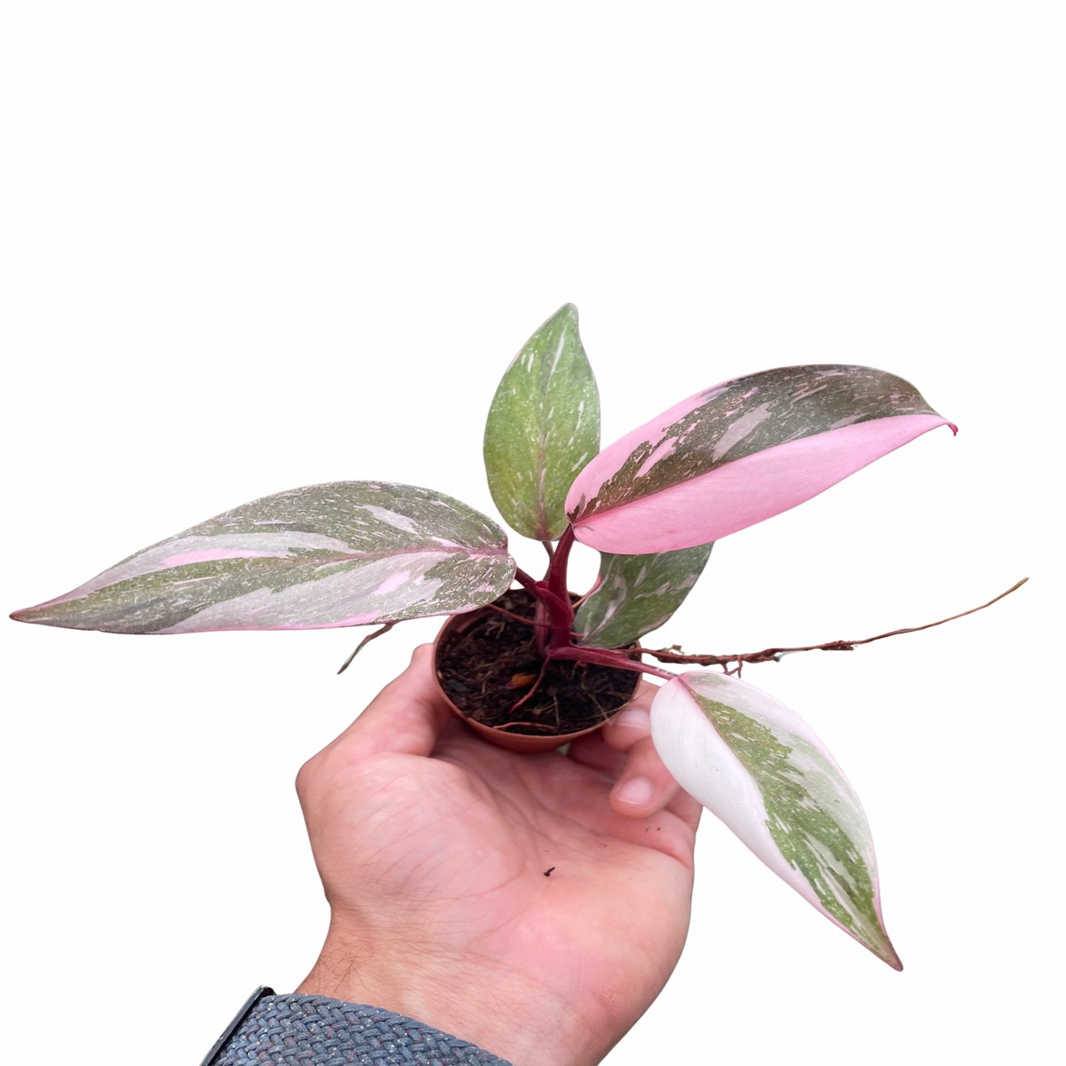 Philodendron Marble Pink Princess 2Pot