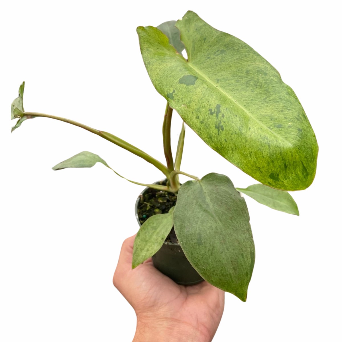 Philodendron Paraiso Verde 4Pot