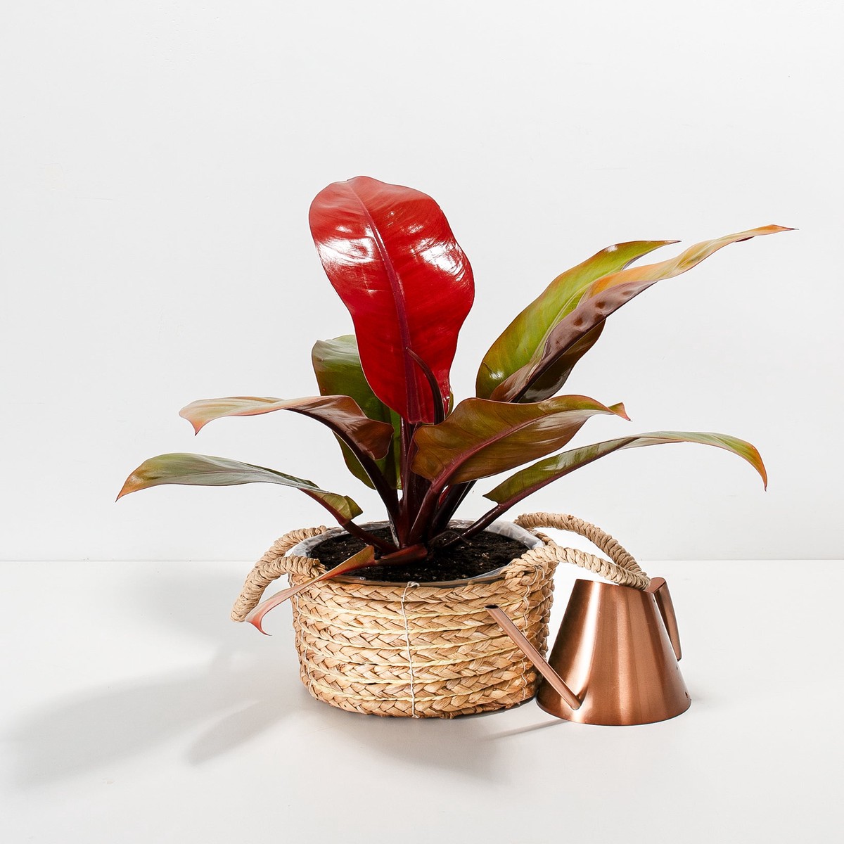 Philodendron Prince Of Orange SmallEcoPotCoconut