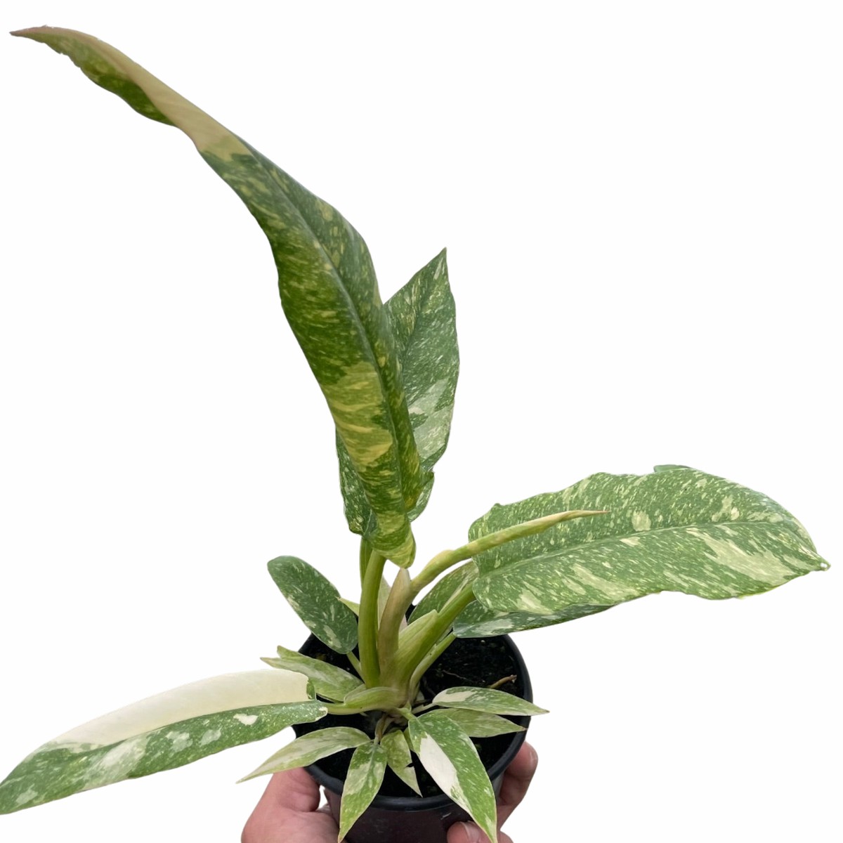 Philodendron Ring Of Fire Variegated 2Pot