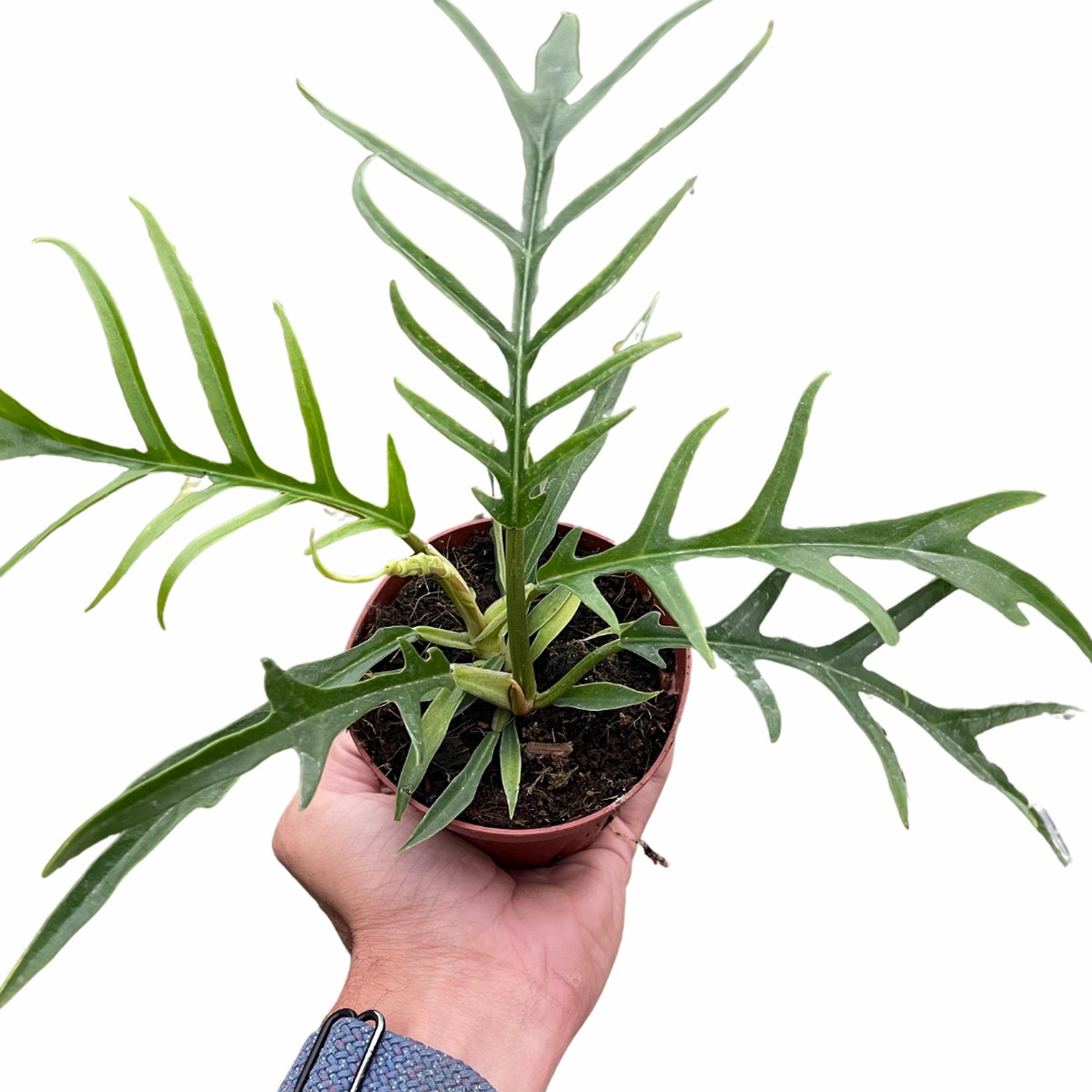 Philodendron Tortum 6Pot
