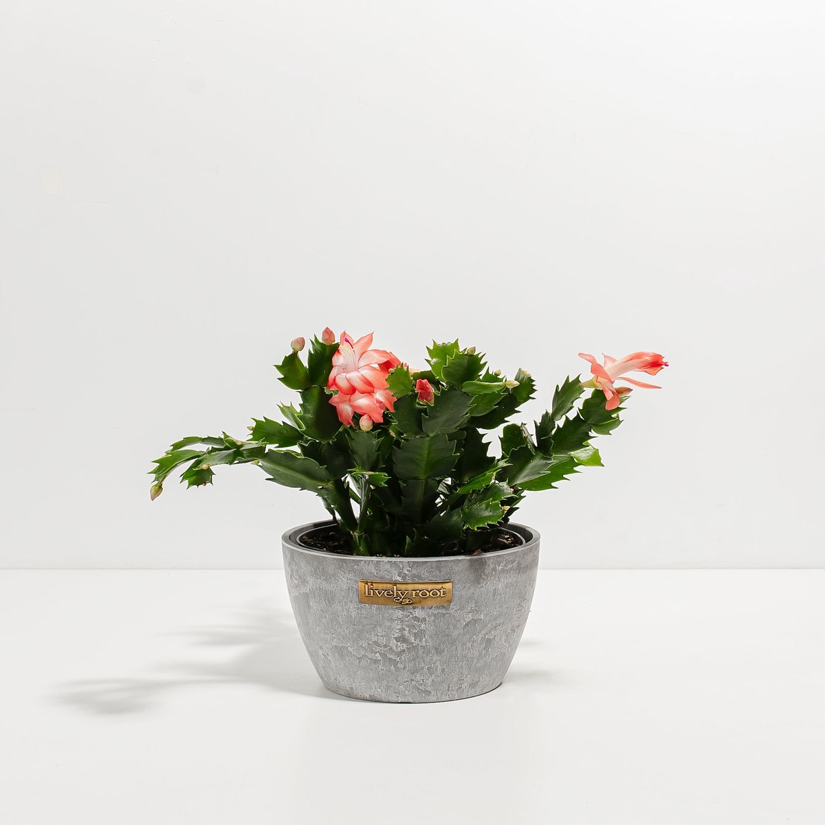 Pink Christmas Cactus LargeEcoPotEarlGrey