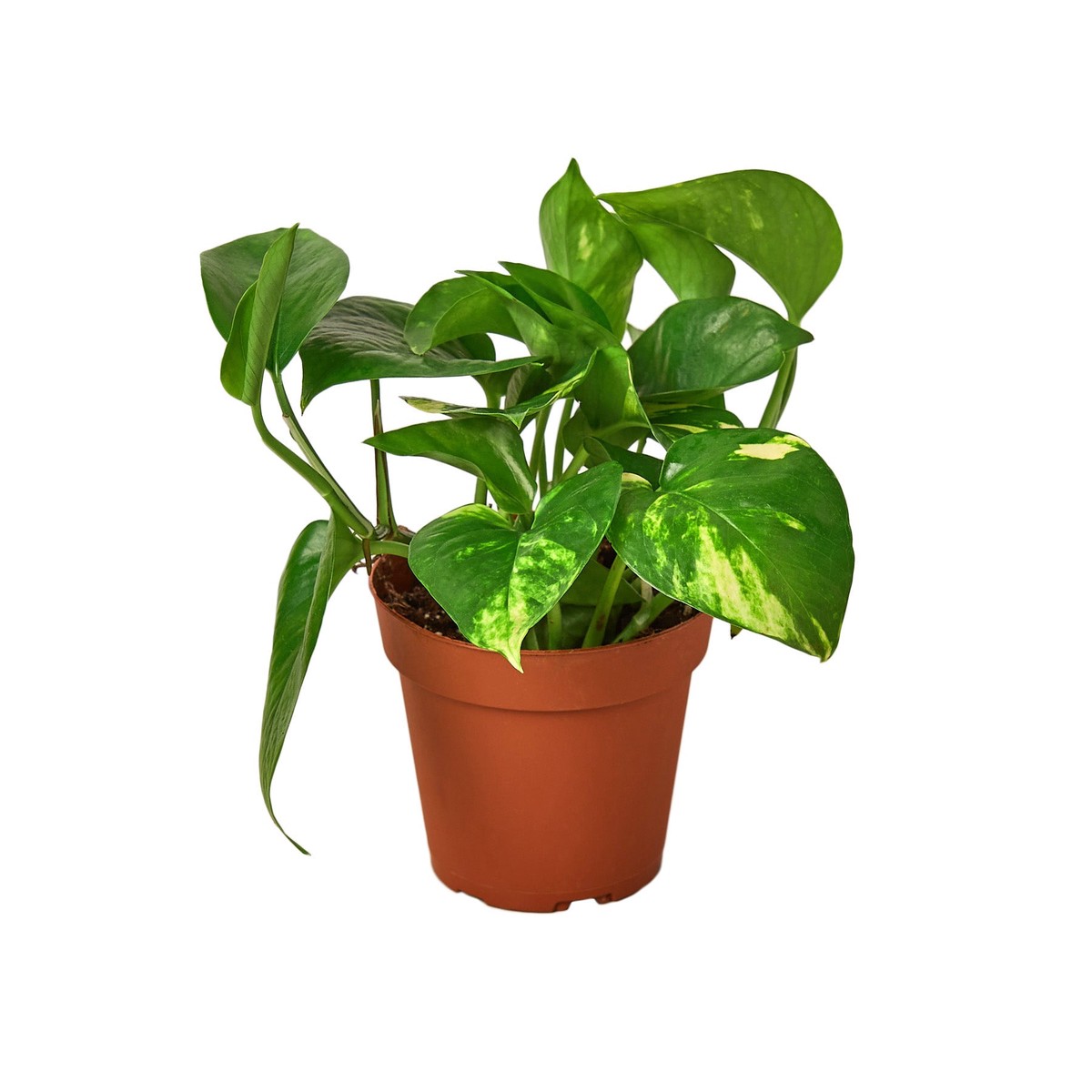 Pothos Golden 4PotWhiteCylinder
