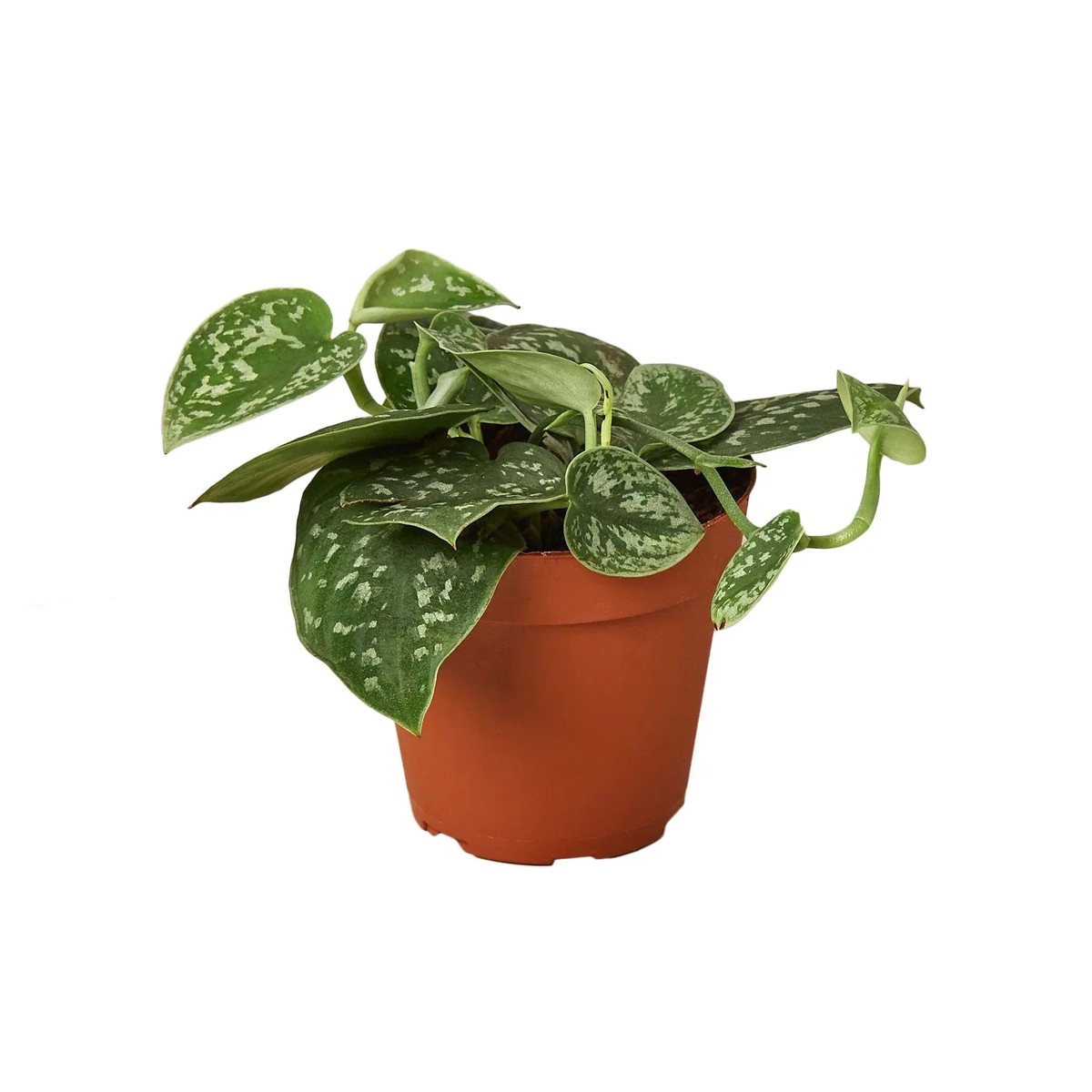 Pothos Satin 4PotBlackEcoPot
