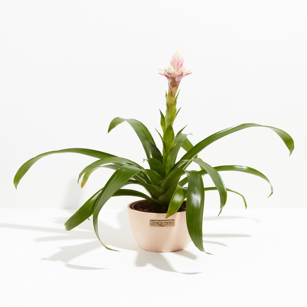 Priscilla Guzmania Bromeliad MediumBasketsLight