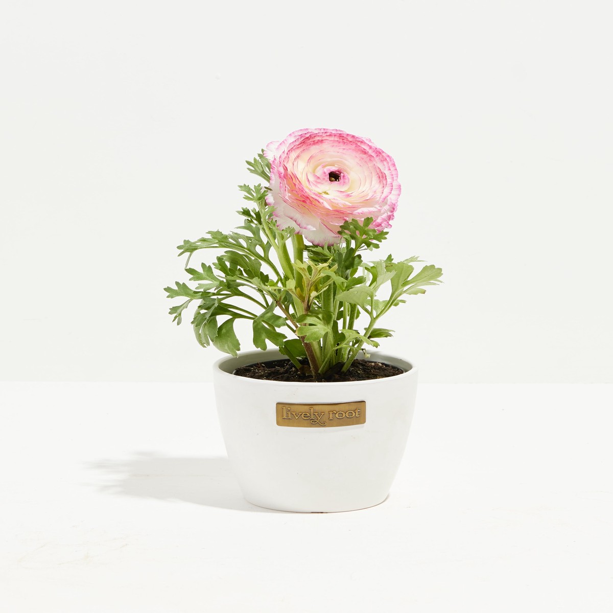 Ranunculus Premier SmallEcoPotChai