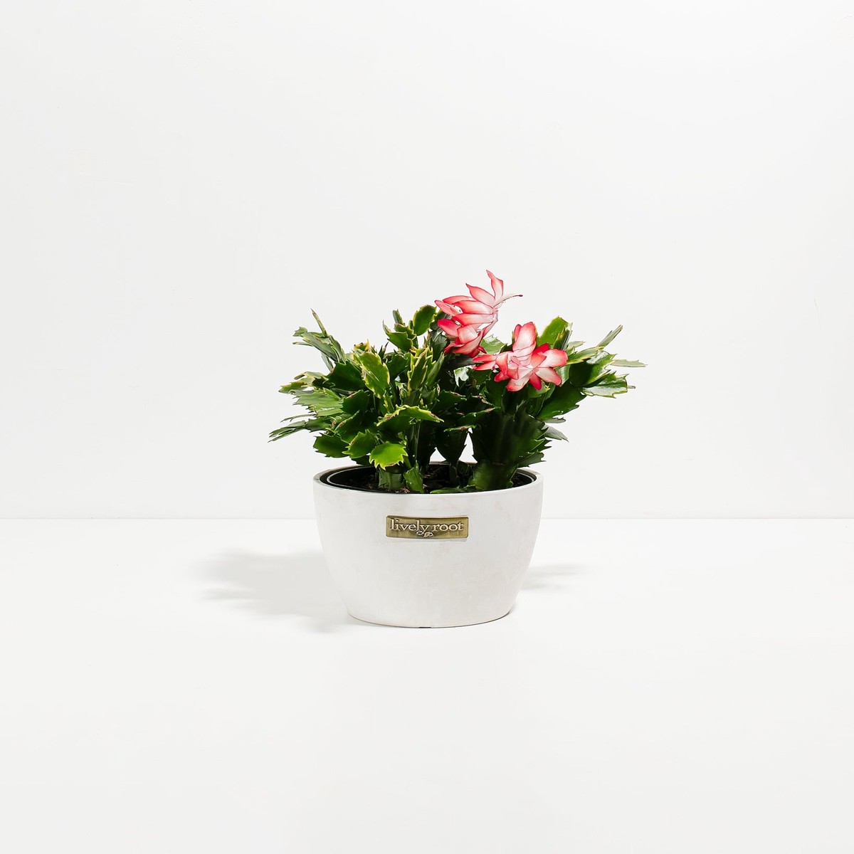 Red Christmas Cactus MediumEcoPotChai
