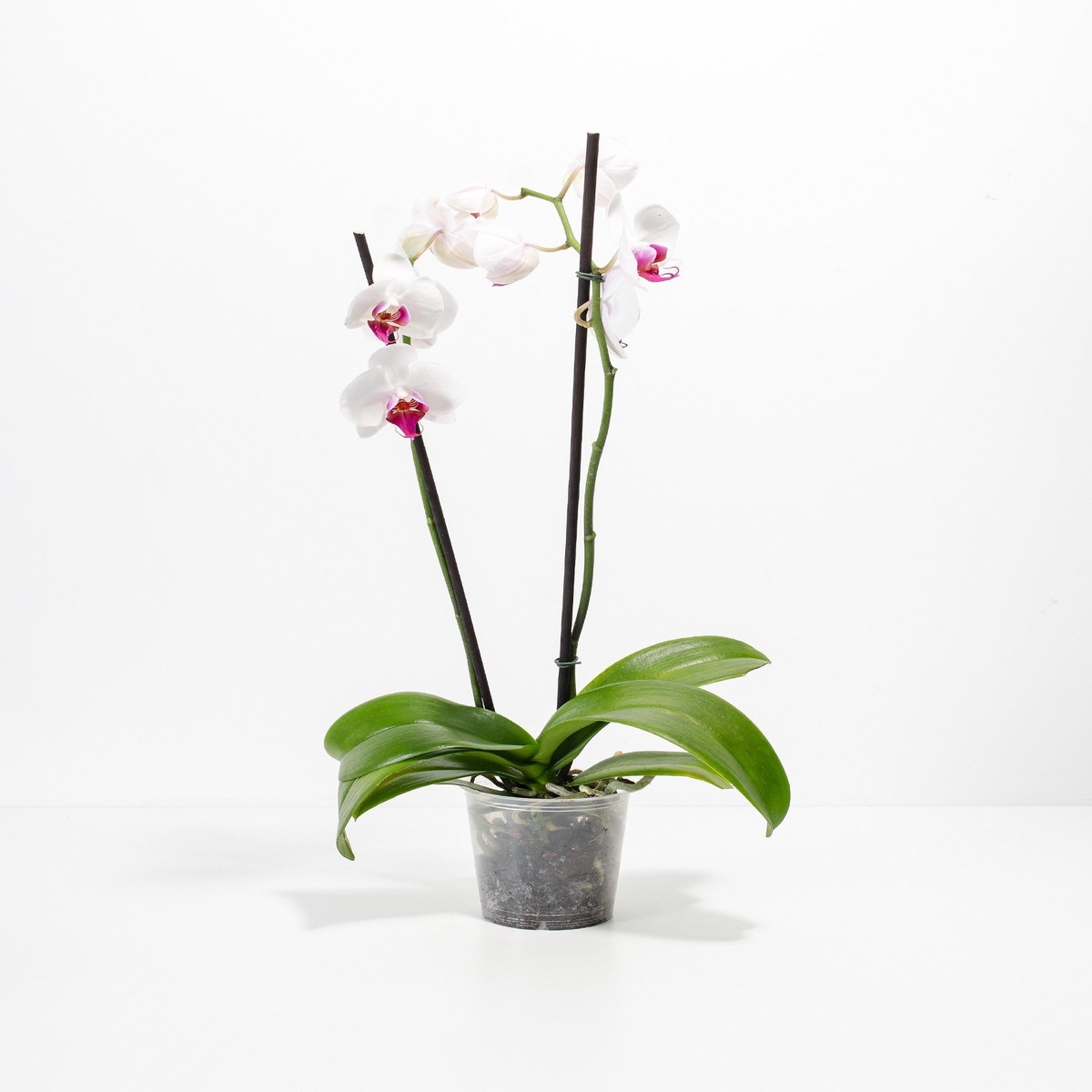 Red Lip Moth Orchid MediumGrowerVaries