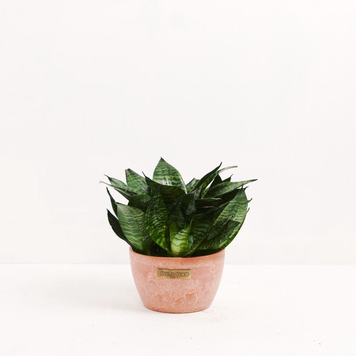 Robusta Snake Plant MediumBasketsLight