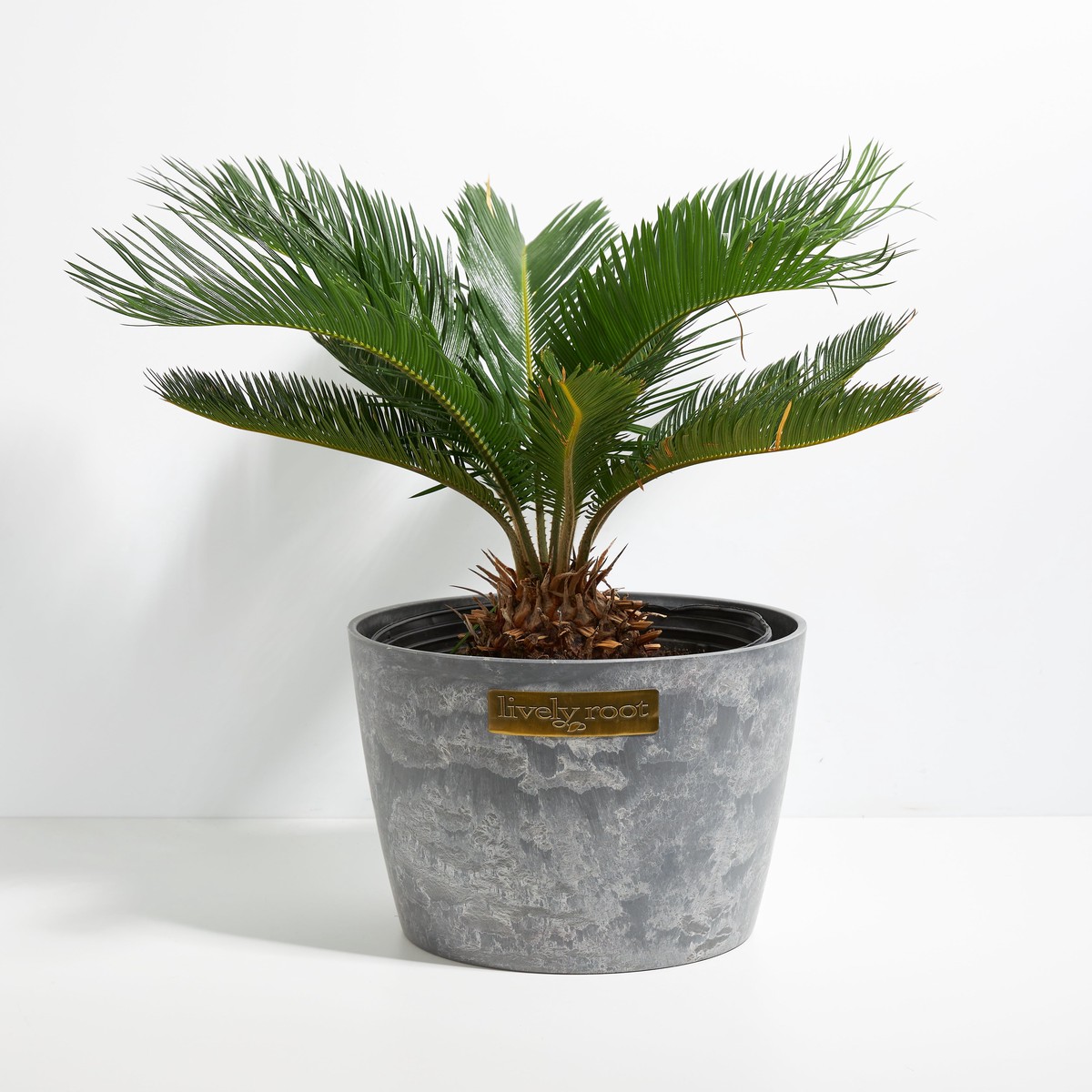 Sago Palm ExtraLargeEcoPotChai