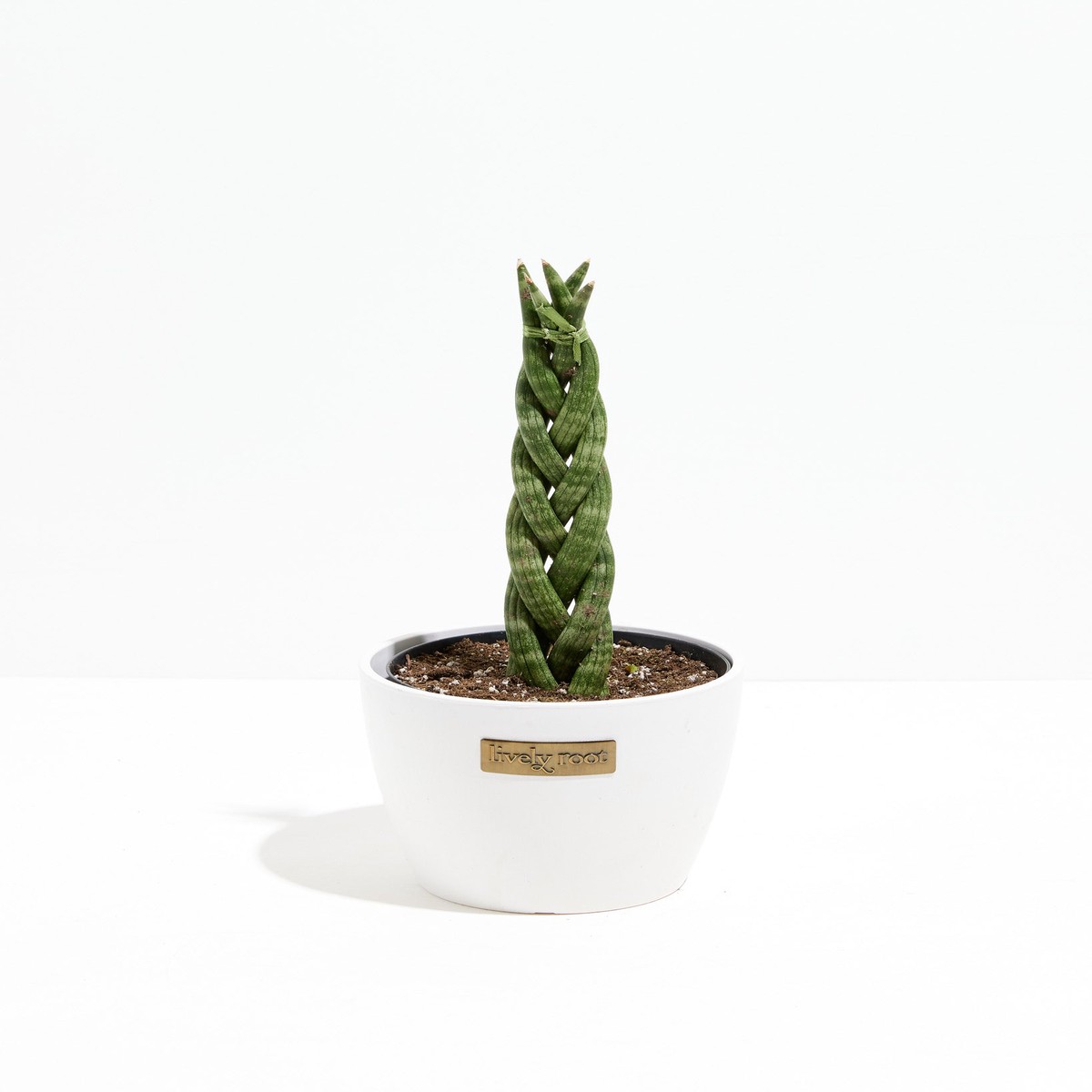 Sansevieria Cylindrica Braid MediumGrowerVaries