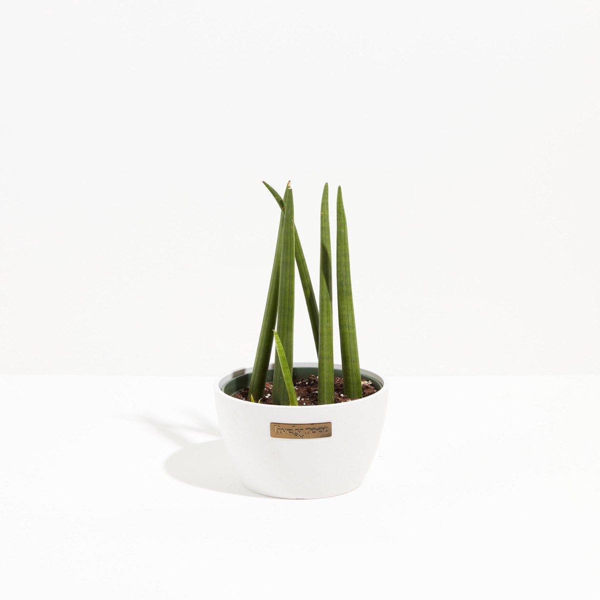 Sansevieria Cylindrica MediumEcoPotEarlGrey