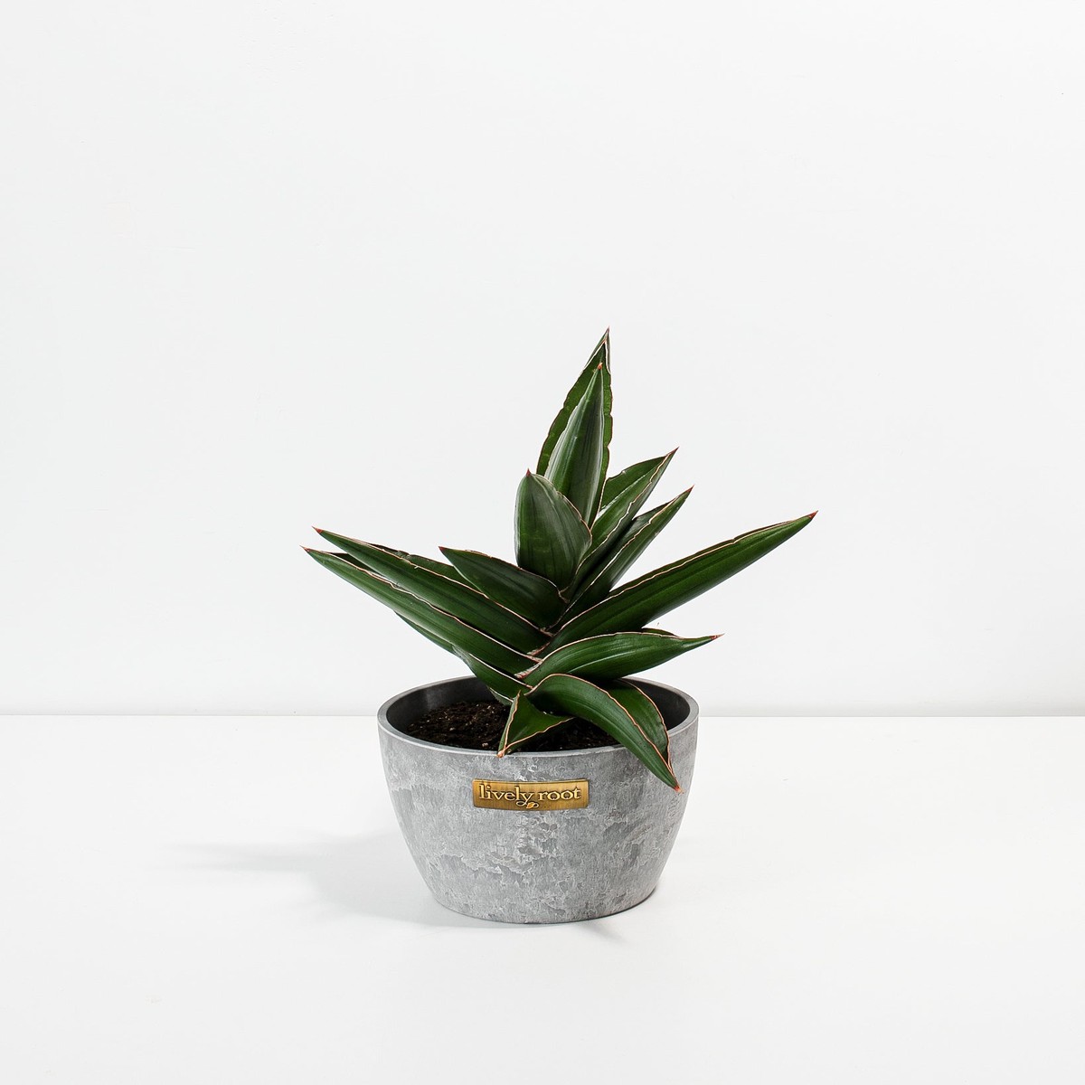 Sansevieria Samurai SmallEcoPotChai