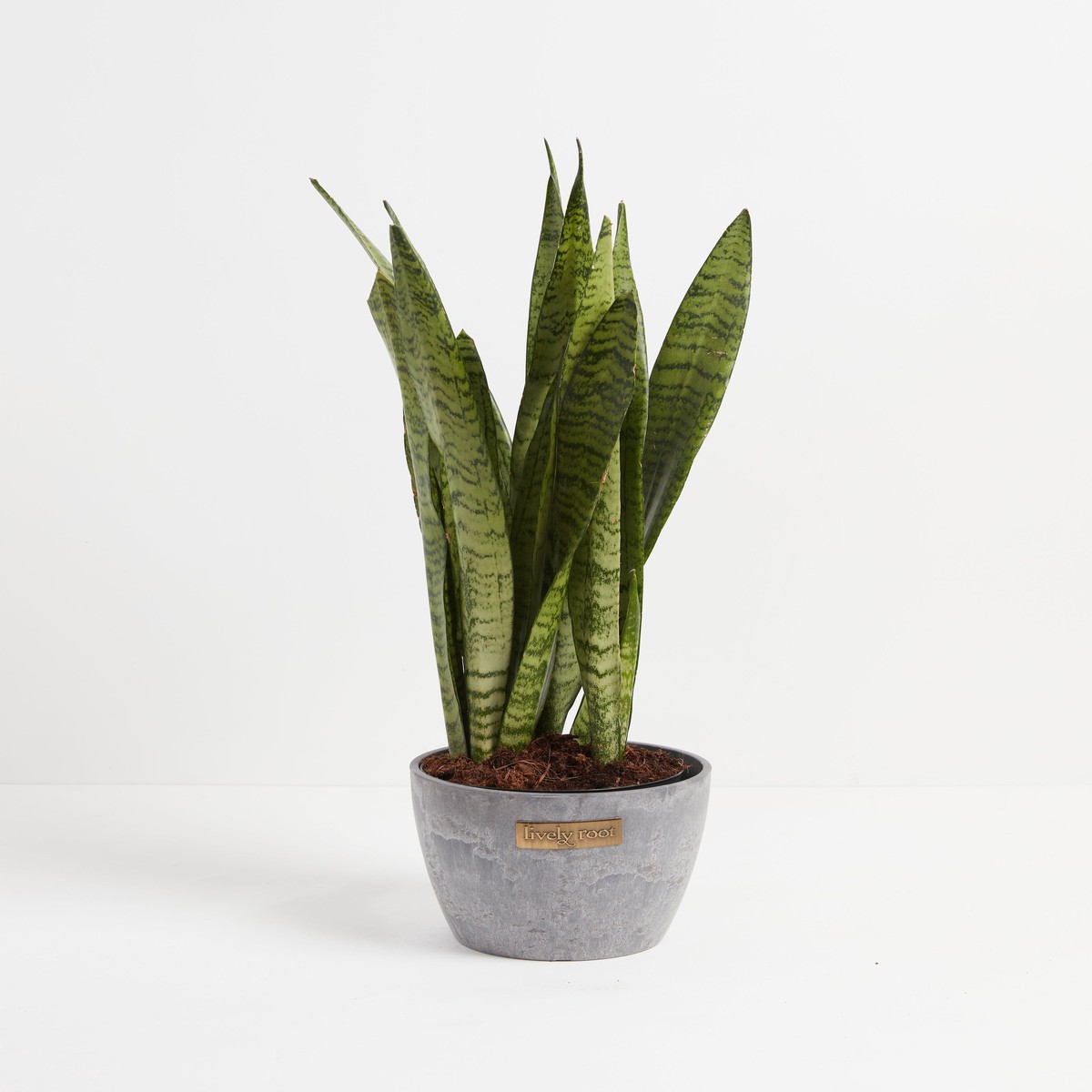 Sansevieria Zeylanica Snake Plant MediumGrowerVaries
