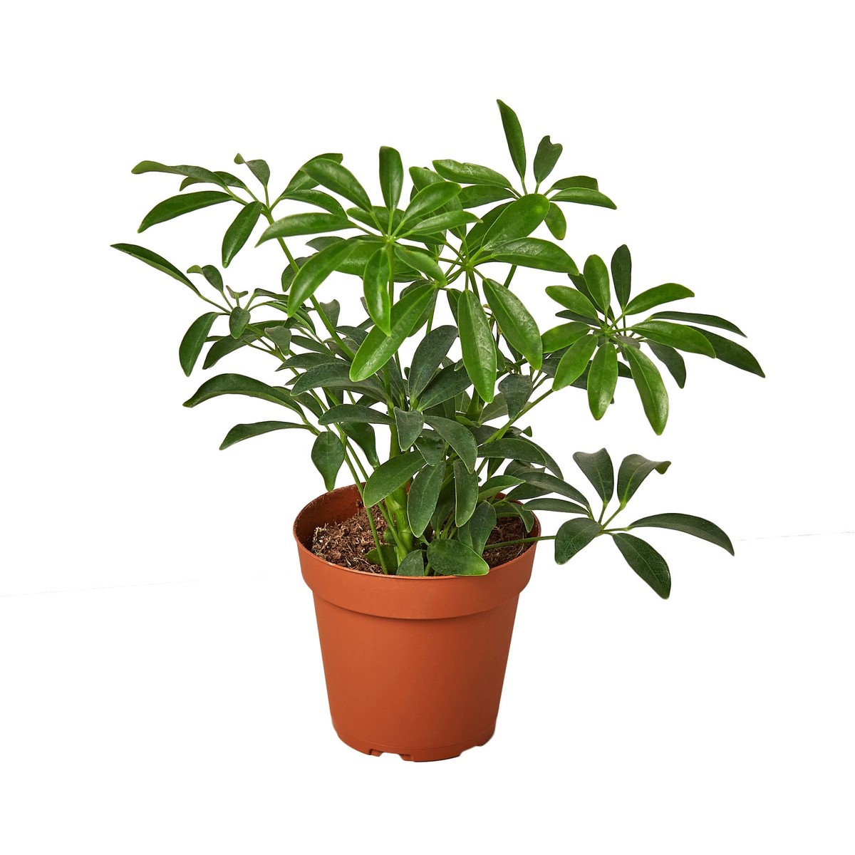 Schefflera Arboricola Umbrella 10PotNurseryPot
