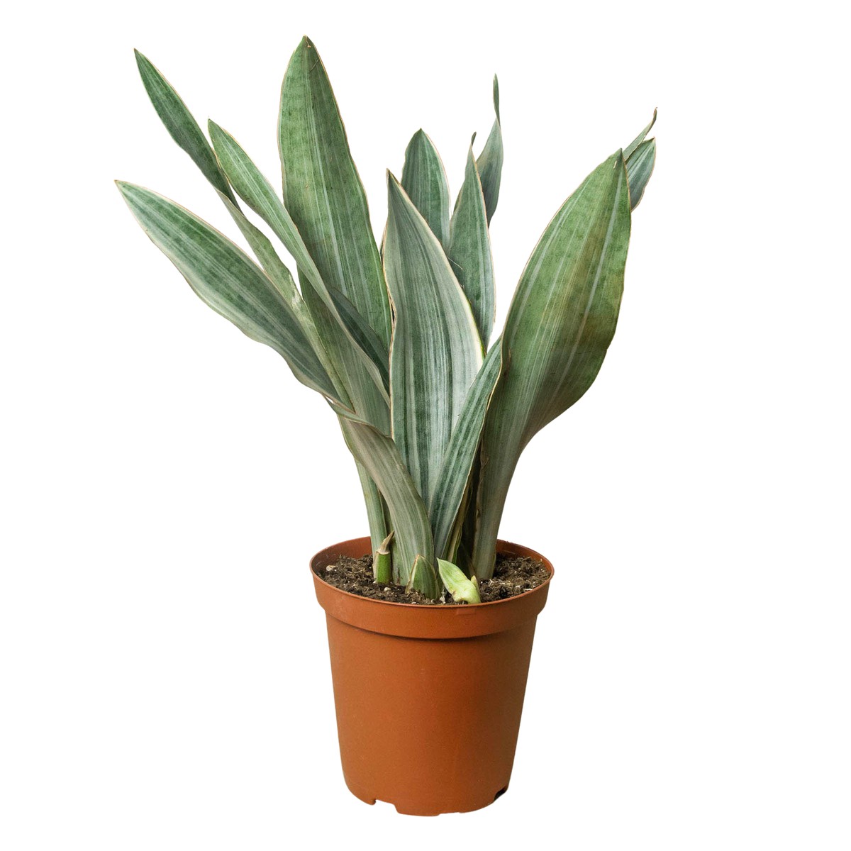 Snake Plant Sayuri 8Pot
