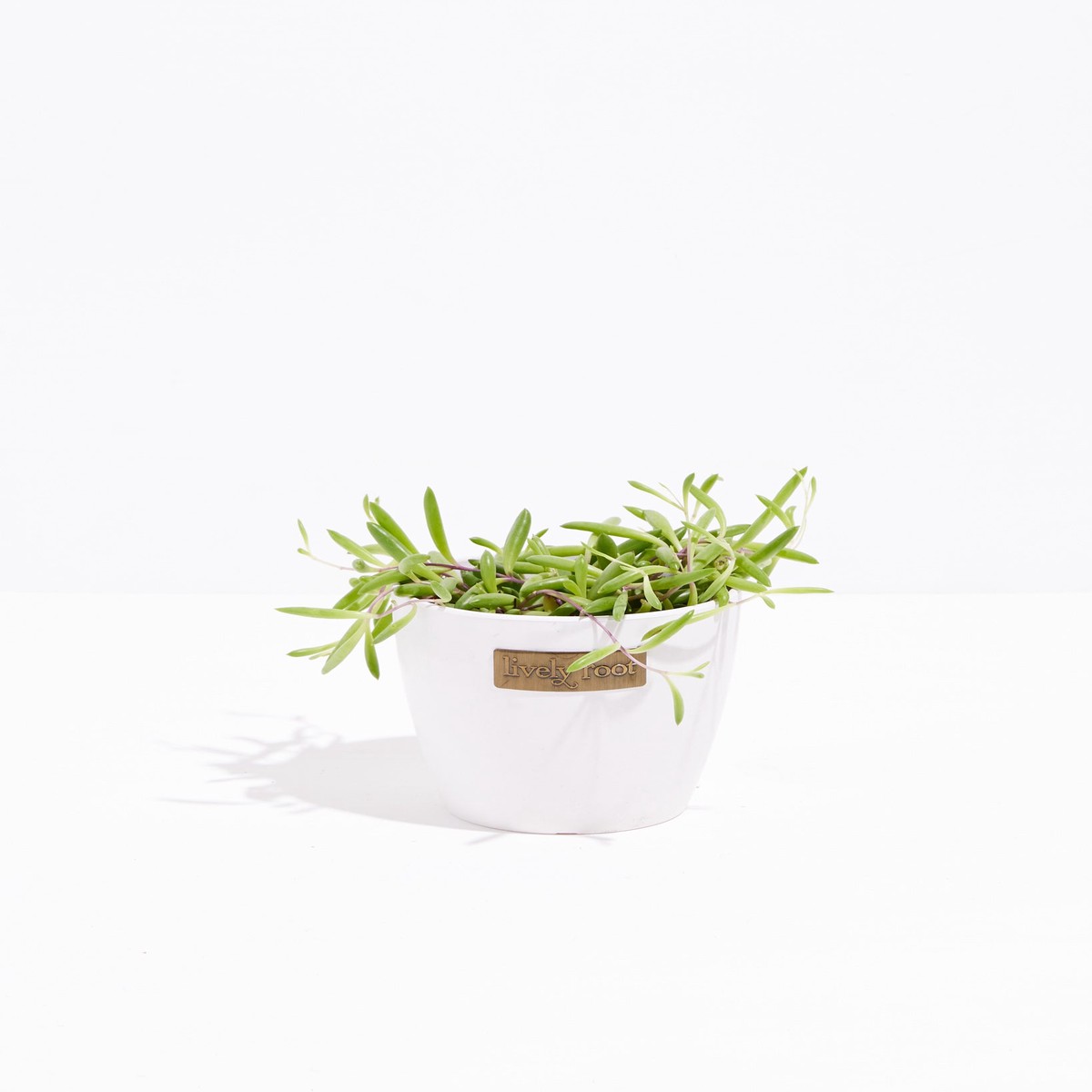 String Of Rubies SmallEcoPotChai
