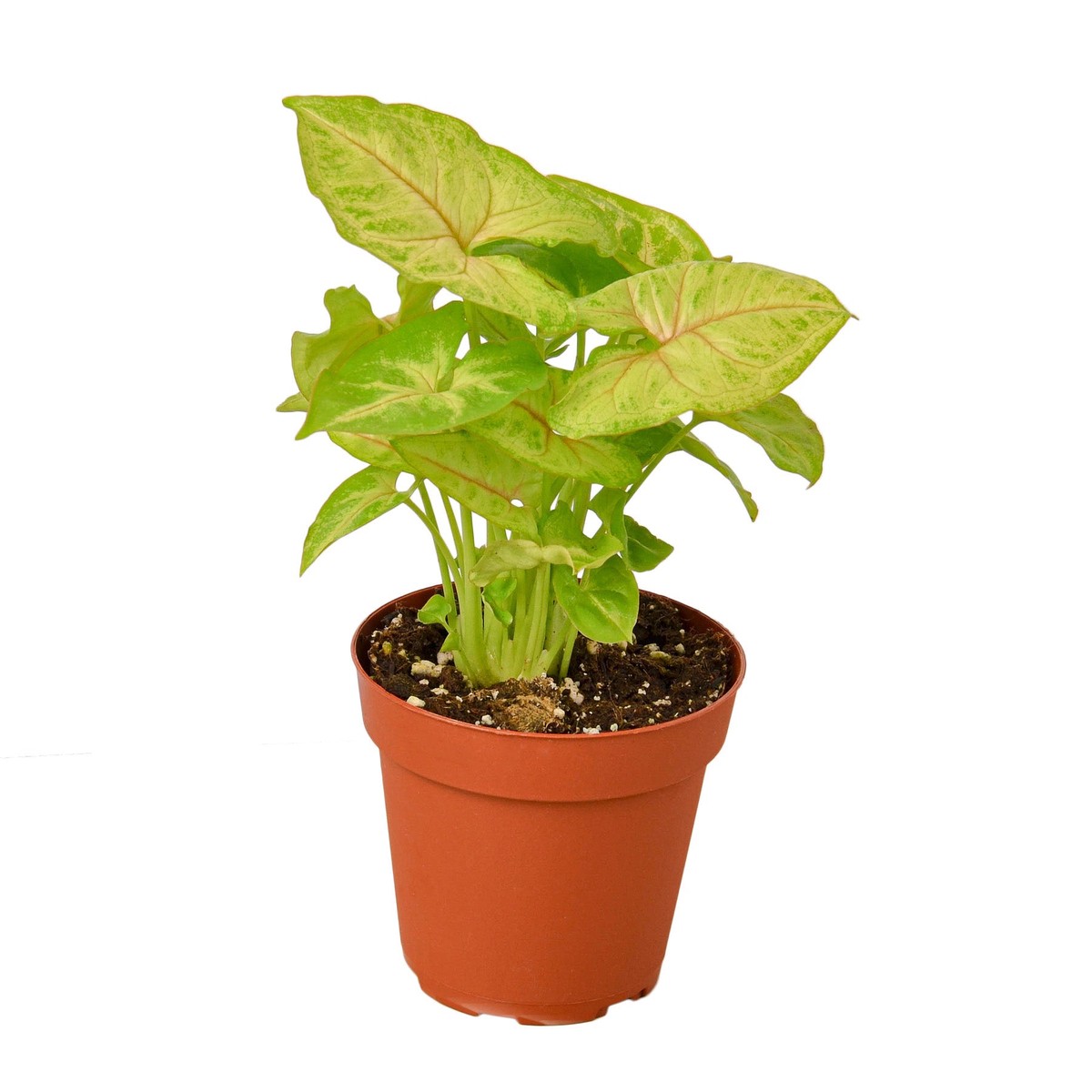 Syngonium Gold 3Pot