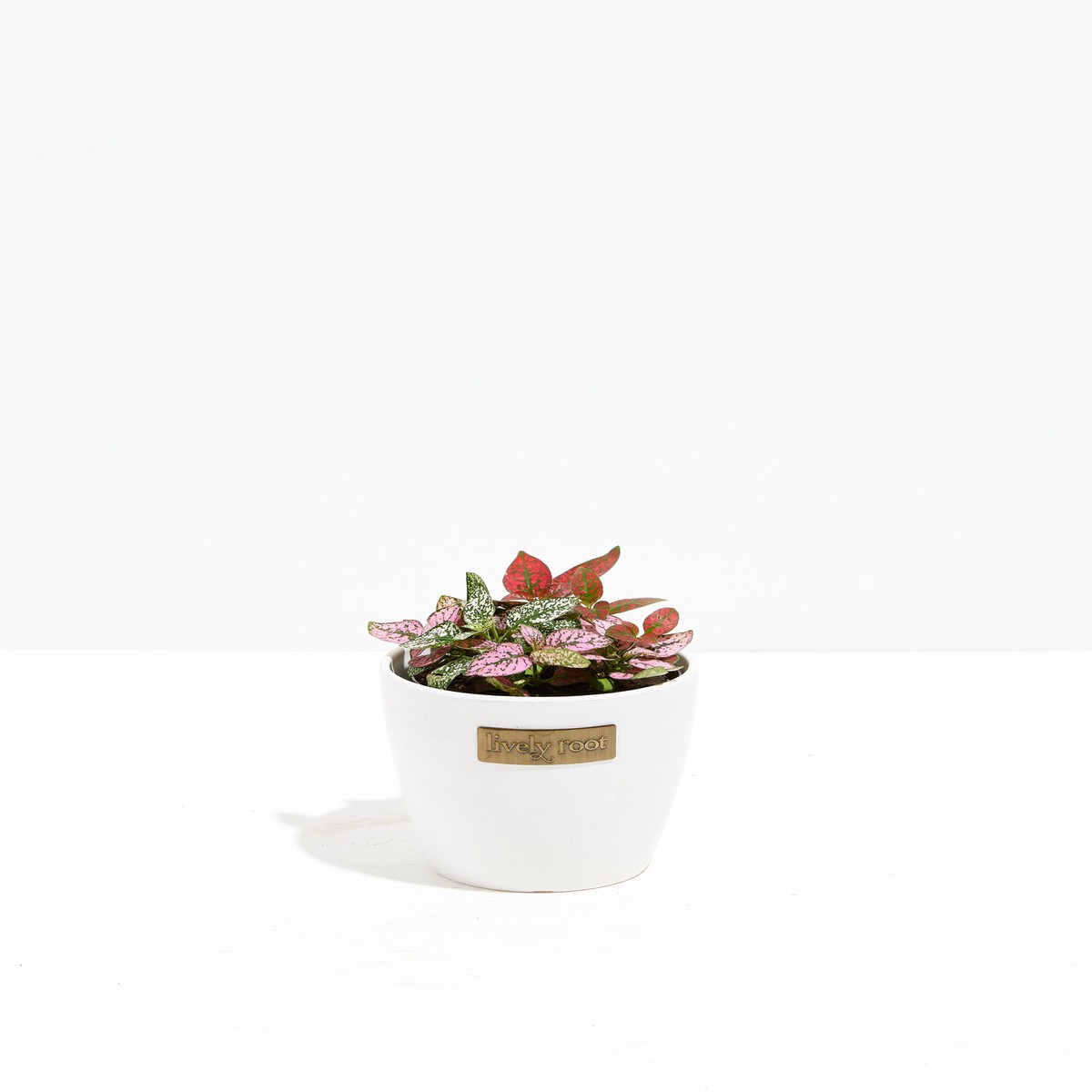 Tricolor Hypoestes SmallGrowerVaries