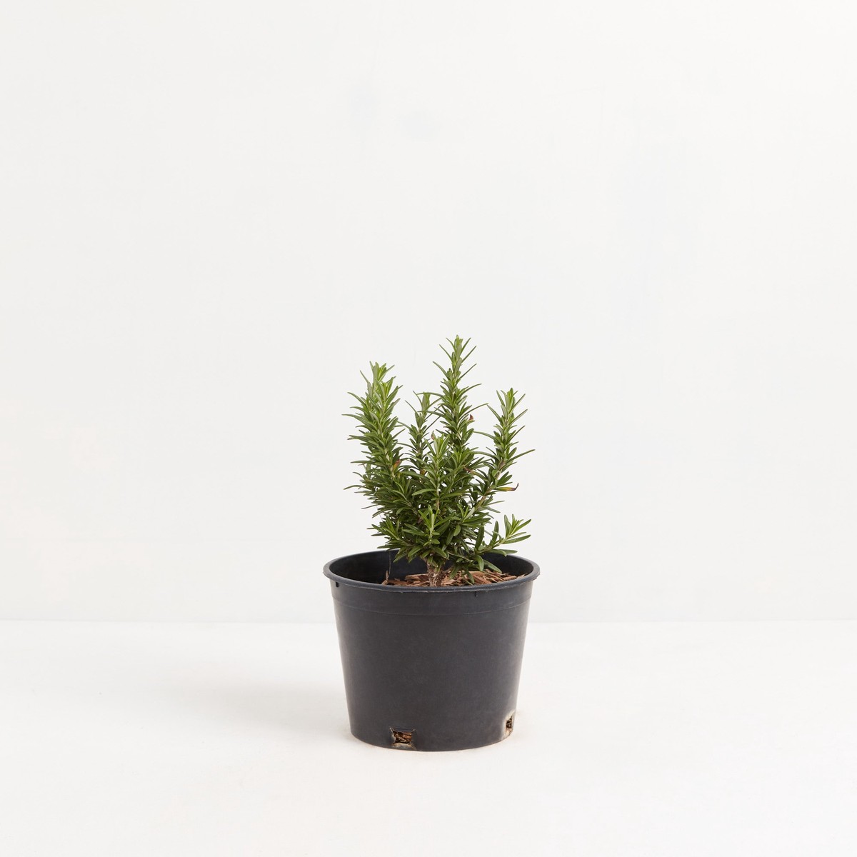 Tuscan Blue Rosemary SmallBasketsLight