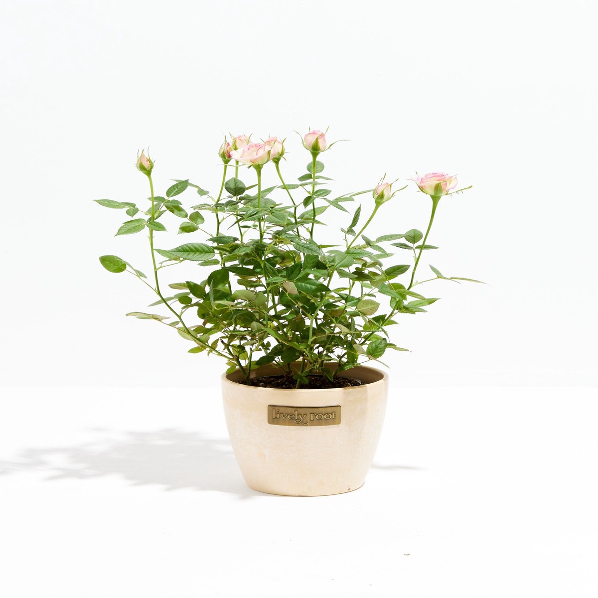 Variegated Pink Miniature Roses SmallEcoPotChai