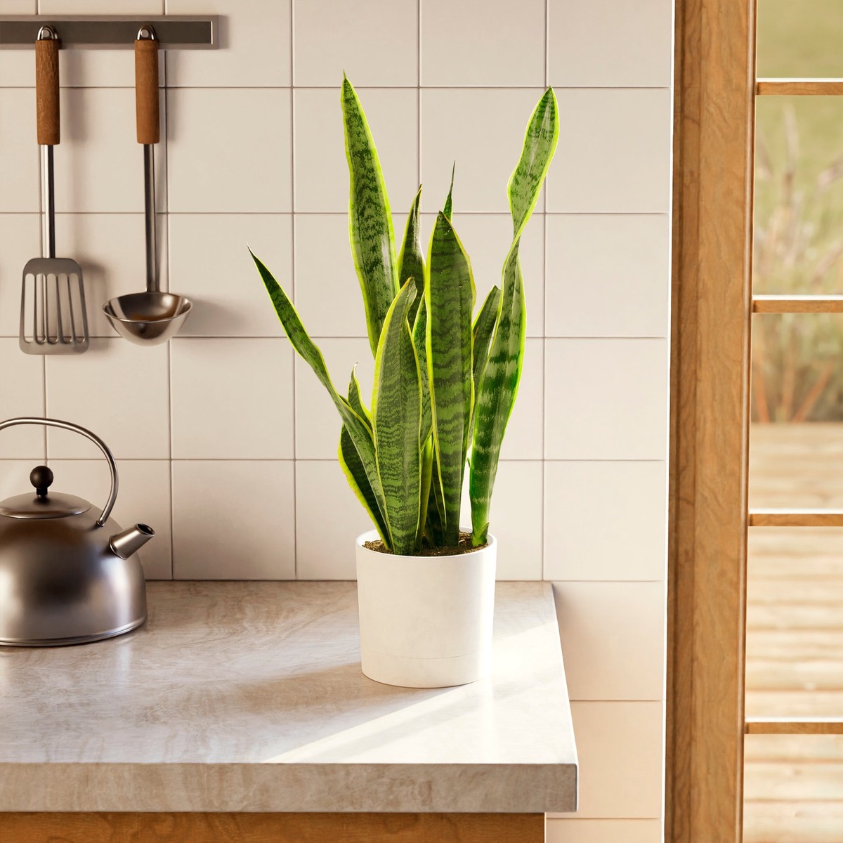 Variegated Sansevieria Laurentii (Snake Plant) ExtraLargeEcoPotChai