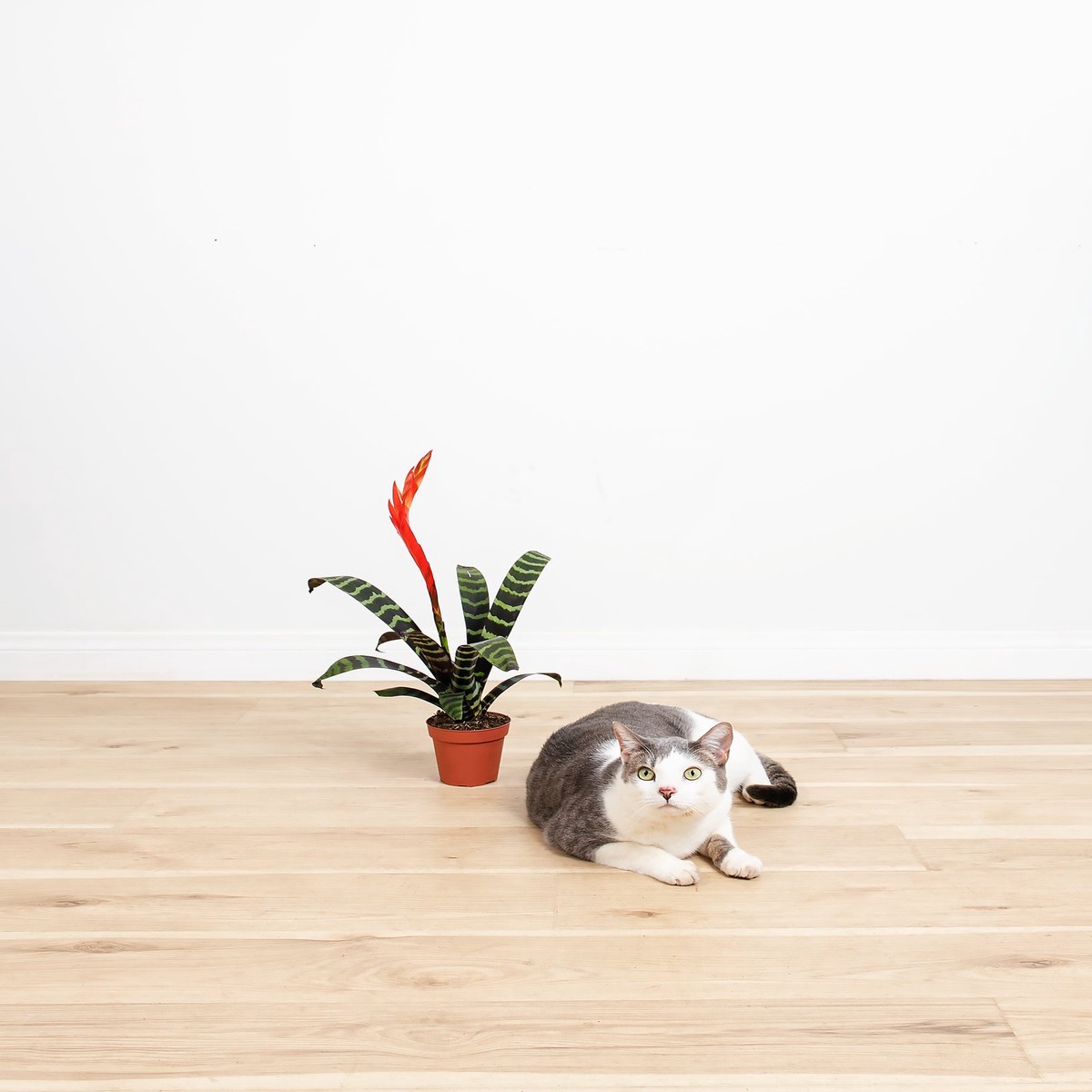 Vriesea Bromeliad MediumBasketsLight