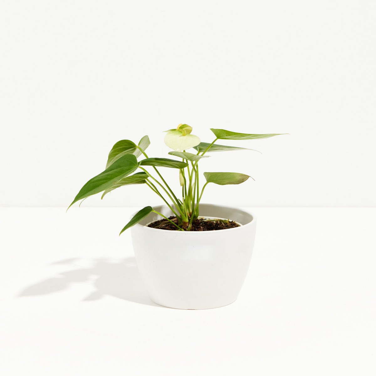 White Anthurium SmallEcoPotCoconut