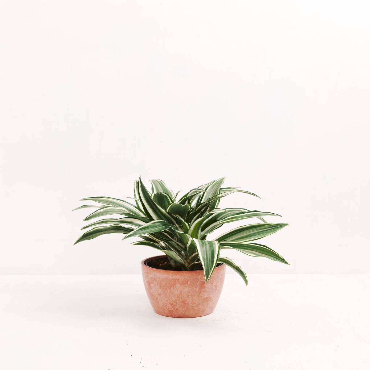 White Striped Dracaena (Dragon Tree) ExtraLargeEcoPotMacadamia