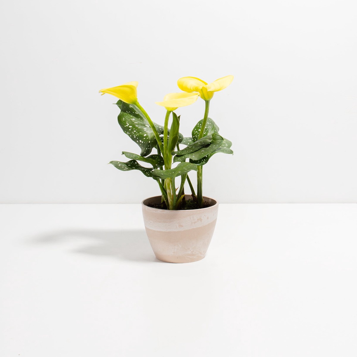 Yellow Calla Lily MediumEcoPotChai