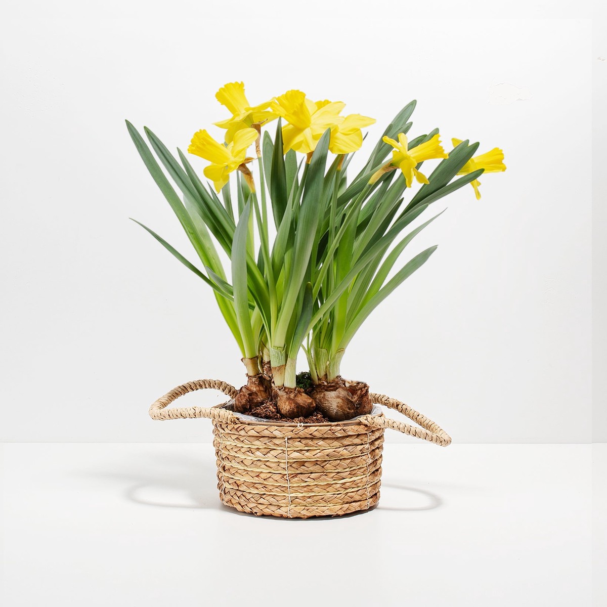 Yellow Daffodil MediumEcoPotMacadamia