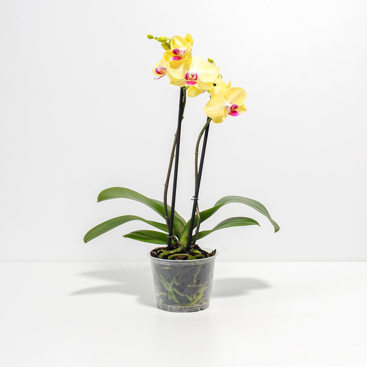 Yellow Phalaenopsis Orchid Miraflore MediumGrowerVaries