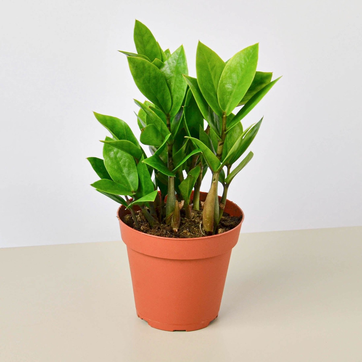 Zamioculcas Zamiifolia Zz Plant 6PotNurseryPot