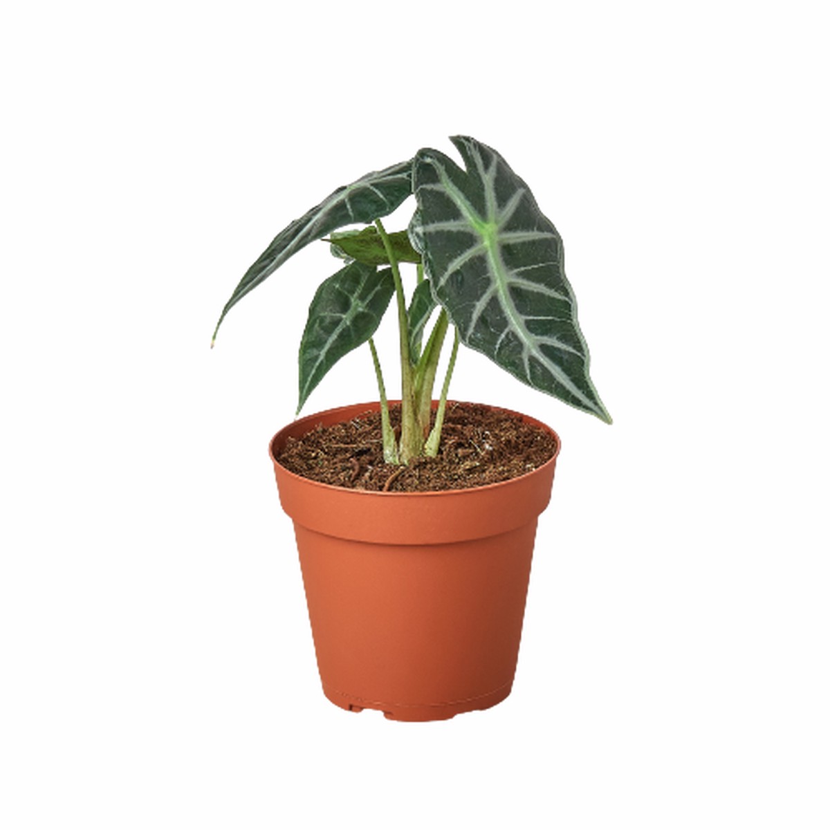 Alocasia Amazonica Bambino 4Pot