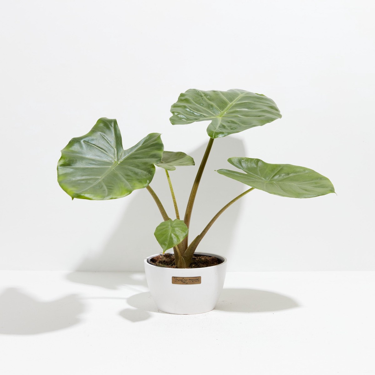 Alocasia Kuching Mask MediumBasketsLight