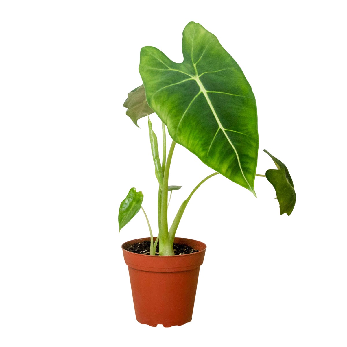 Alocasia Micholitziana Frydek 3Pot