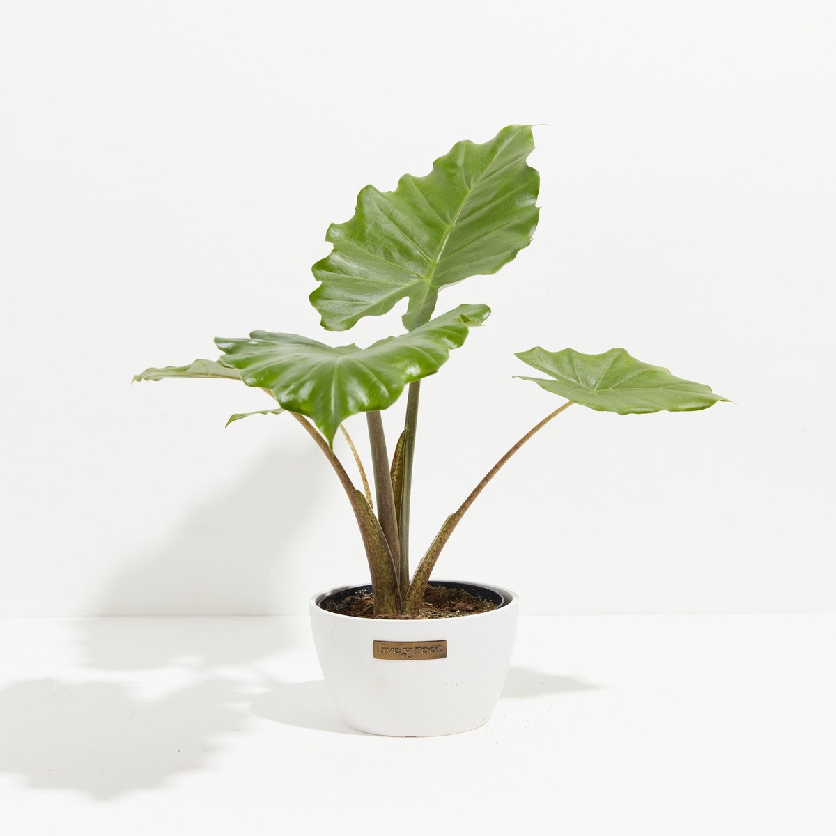 Alocasia Portora MediumEcoPotCoconut