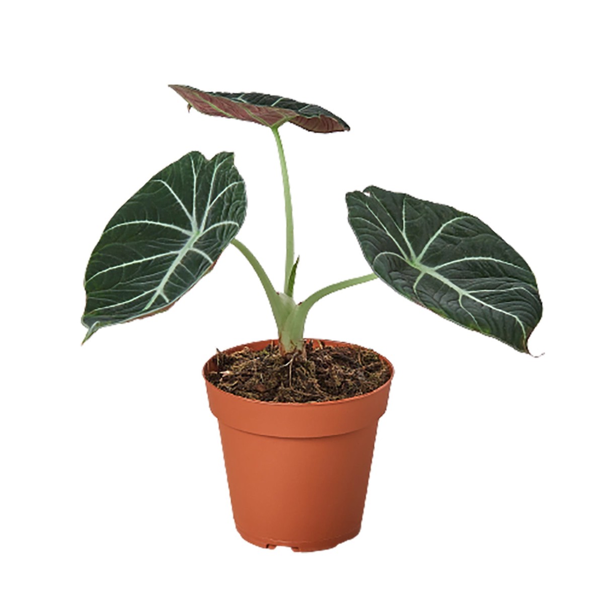Alocasia Reginula Black Velvet 4Pot