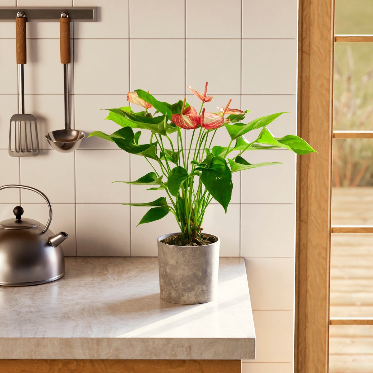 Anthurium Livium MediumEcoPotChai