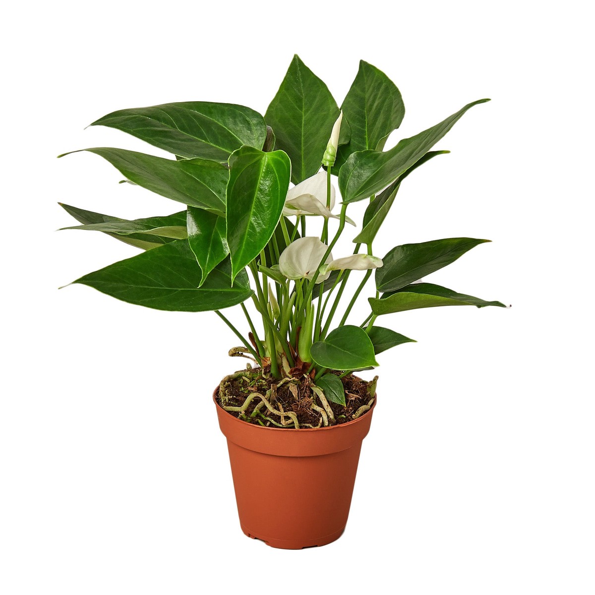 Anthurium White 4Pot