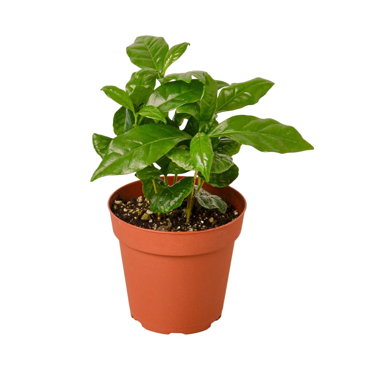 Arabica Coffee 4PotTerraCottaEcoPot