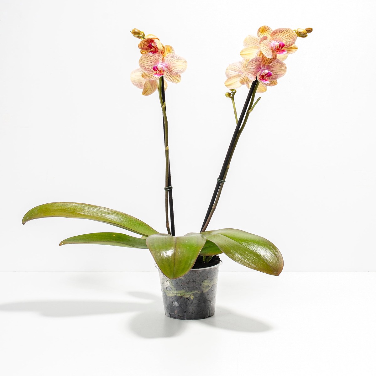 Arcadia Phalaenopsis Orchid MediumCeramicPinkJane