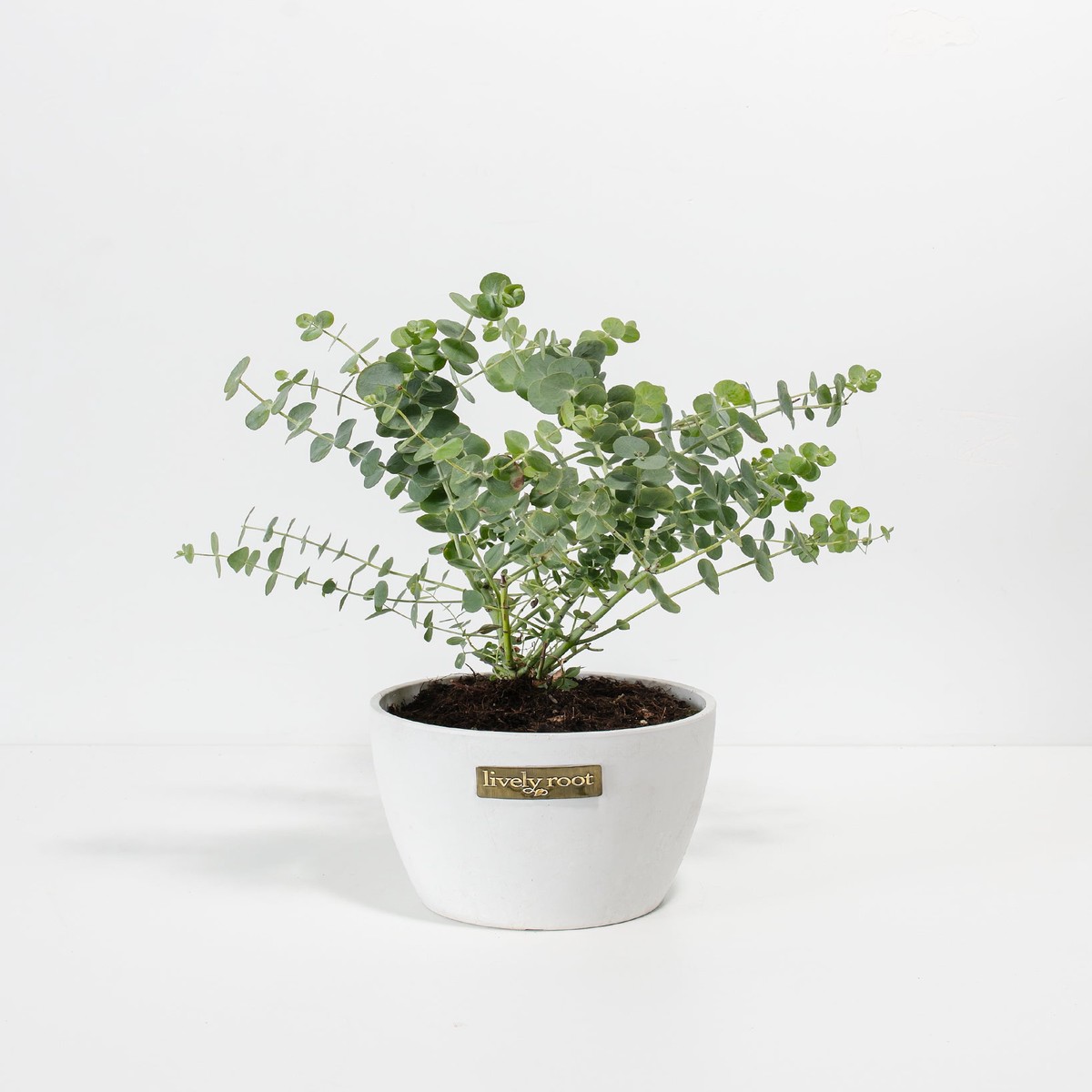 Baby Blue Eucalyptus MediumBasketsLight