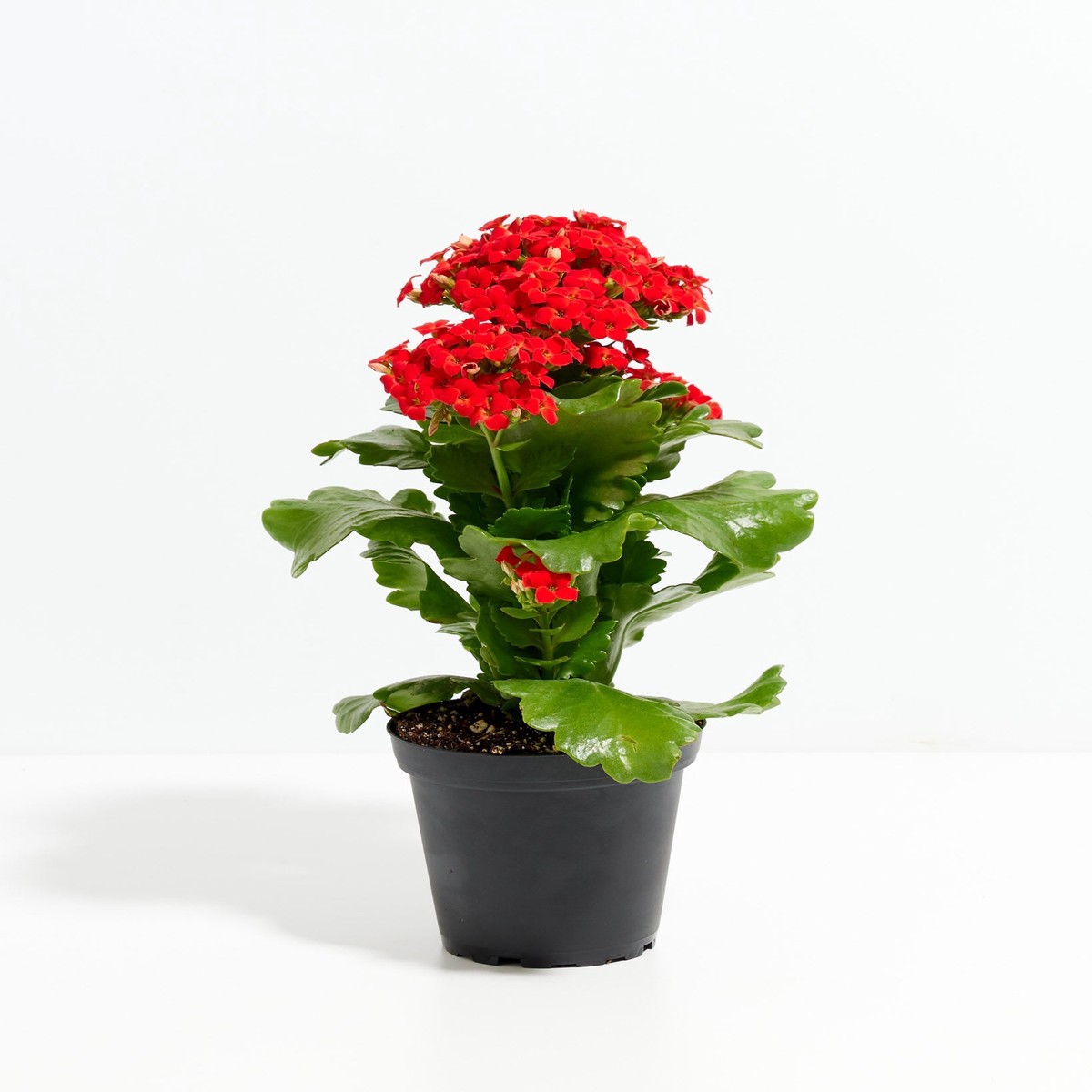 Blooming Kalanchoe Plant SmallEcoPotChai