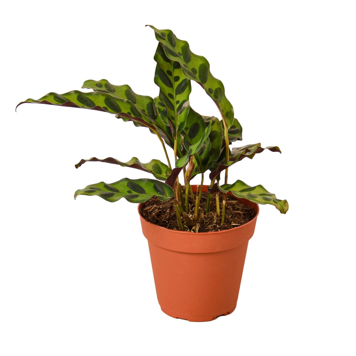 Calathea Lancifolia Rattlesnake 4PotCowPot